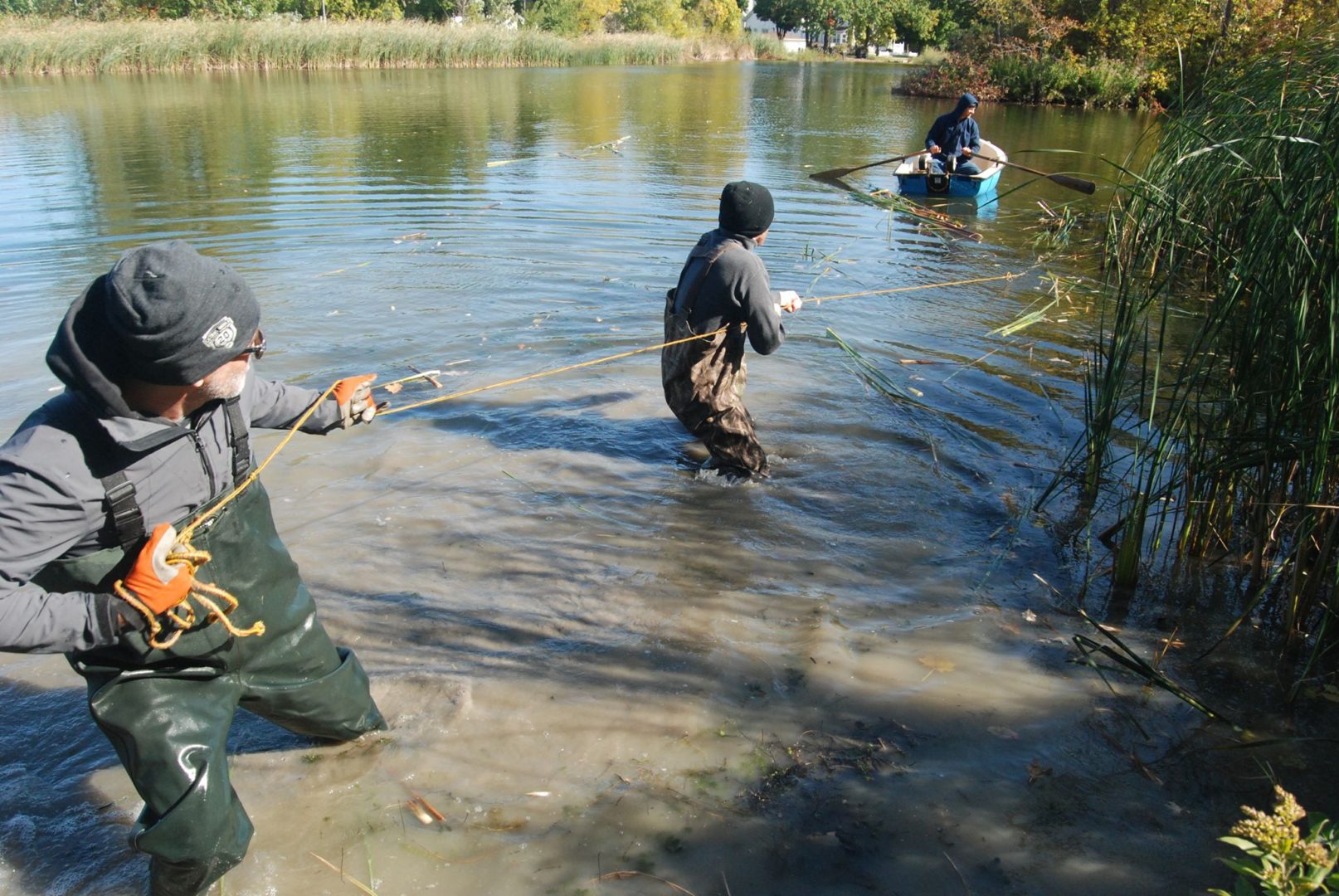 Volunteers Remove Cattails From Humboldt Park Lagoon