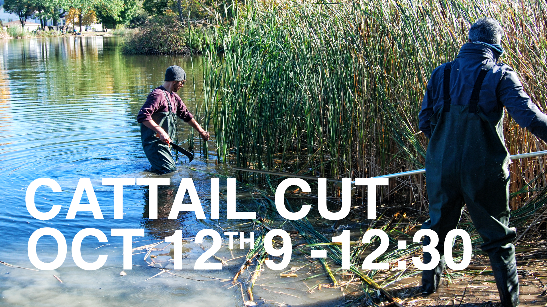 Volunteers needed for Cattail cut on Saturday, Oct. 12 9 a.m.