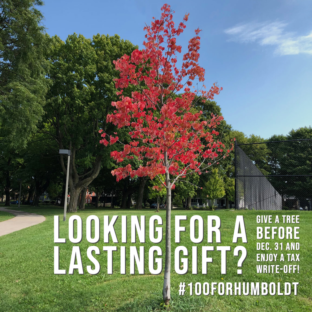Looking for a lasting gift?